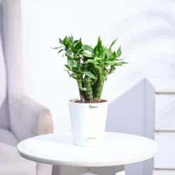 Lotus Lucky Bamboo 5 Sticks