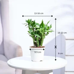 Lotus Lucky Bamboo 5 Sticks