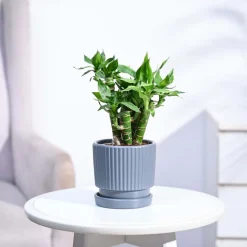 Lotus Lucky Bamboo 5 Sticks