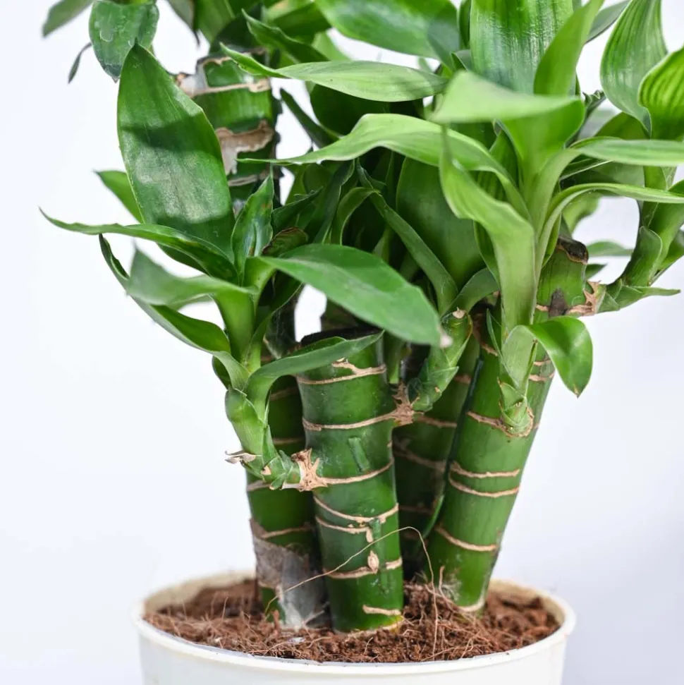 Lotus Lucky Bamboo 5 Sticks