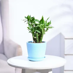 Lotus Lucky Bamboo 5 Sticks