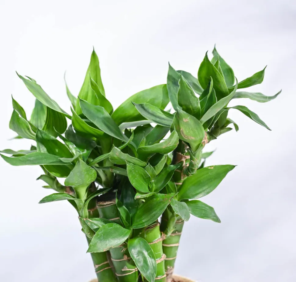 Lotus Lucky Bamboo 5 Sticks