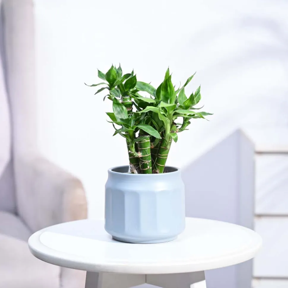 Lotus Lucky Bamboo 5 Sticks