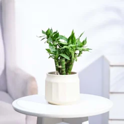 Lotus Lucky Bamboo 5 Sticks