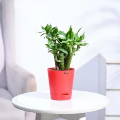 Lotus Lucky Bamboo 5 Sticks