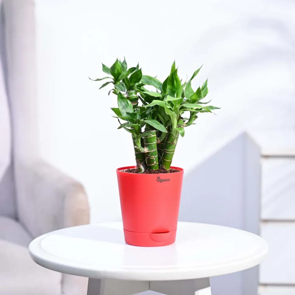 Lotus Lucky Bamboo 5 Sticks