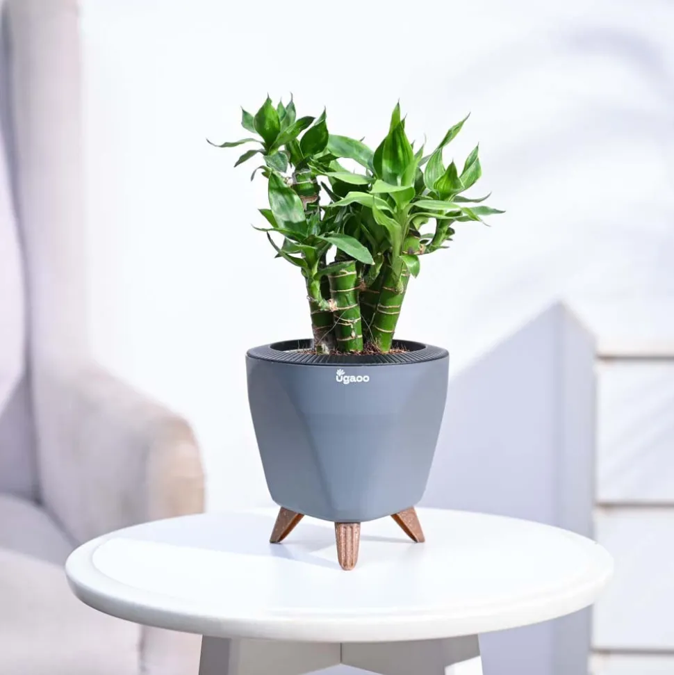 Lotus Lucky Bamboo 5 Sticks