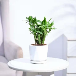 Lotus Lucky Bamboo 5 Sticks