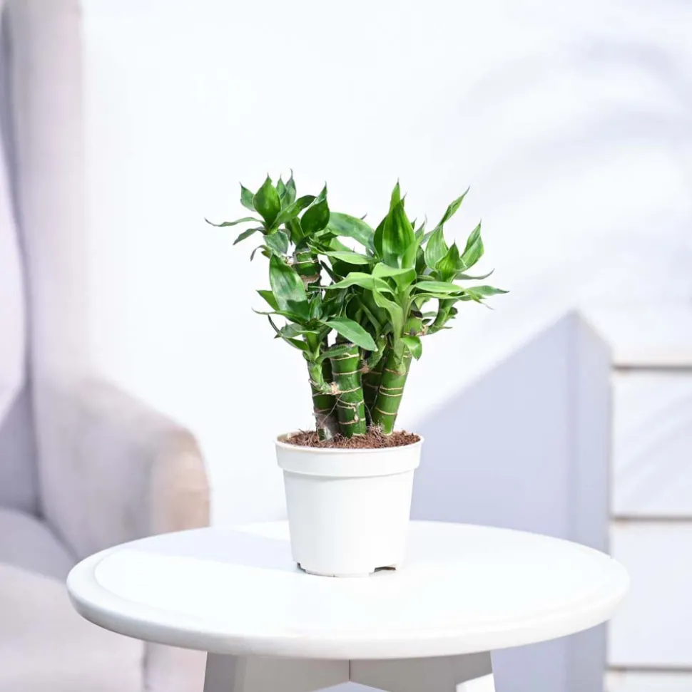 Lotus Lucky Bamboo 5 Sticks