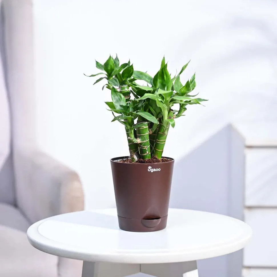 Lotus Lucky Bamboo 5 Sticks