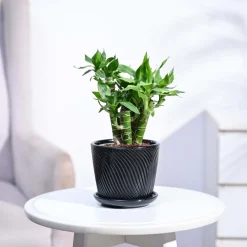Lotus Lucky Bamboo 5 Sticks