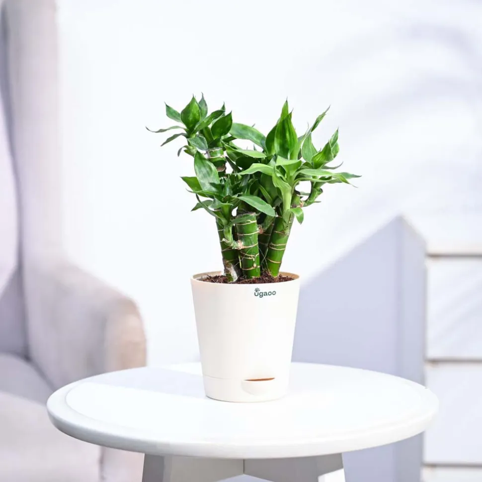 Lotus Lucky Bamboo 5 Sticks