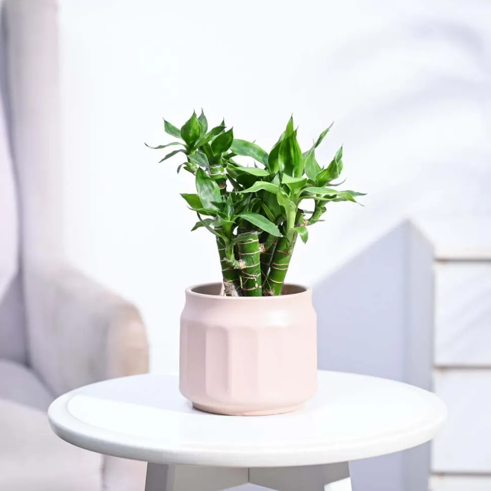 Lotus Lucky Bamboo 5 Sticks