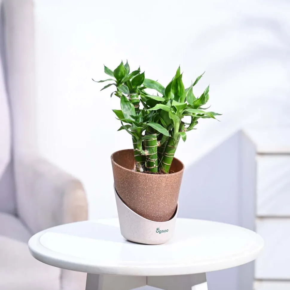 Lotus Lucky Bamboo 5 Sticks