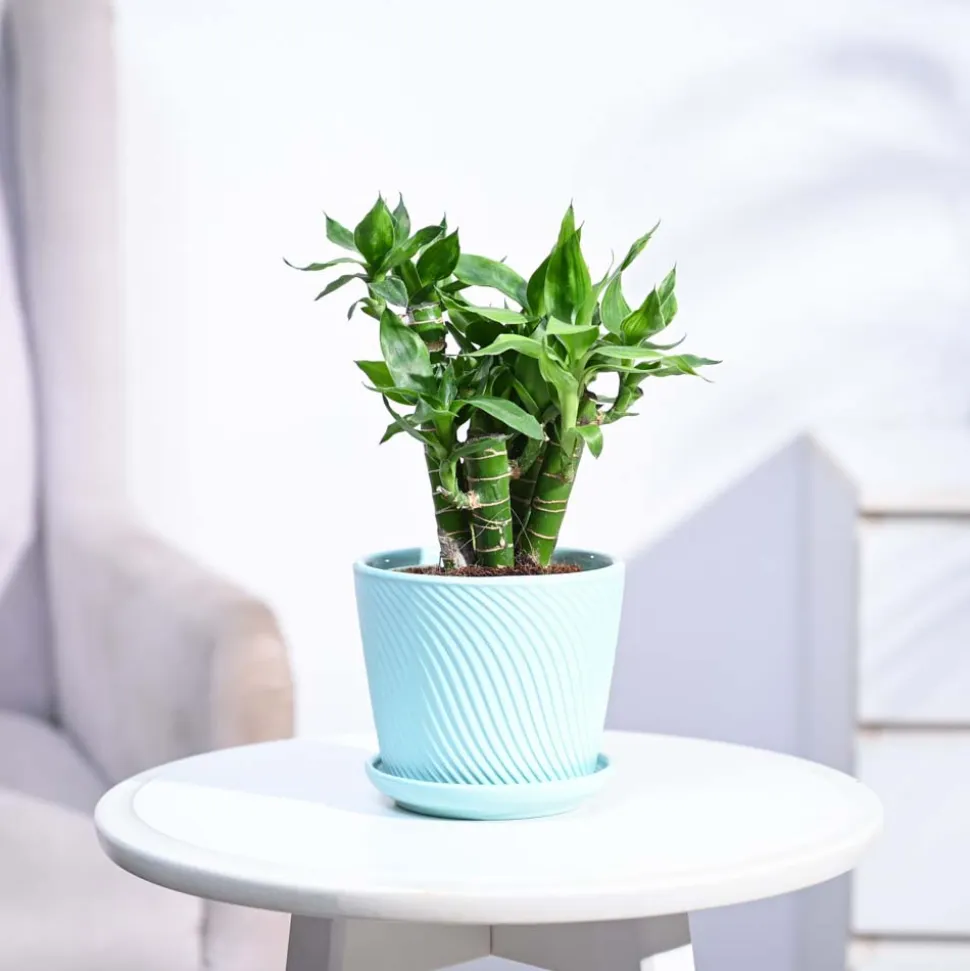 Lotus Lucky Bamboo 5 Sticks