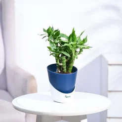 Lotus Lucky Bamboo 5 Sticks