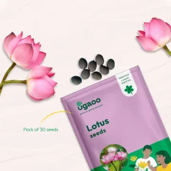 Lotus Seeds