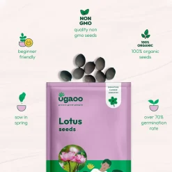 Lotus Seeds