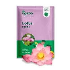 Lotus Seeds