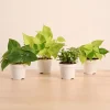 Low-Maintenance Indoor Plant Combo ( Bundle of 4 )