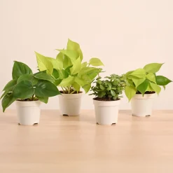 Low-Maintenance Indoor Plant Combo ( Bundle of 4 )