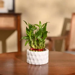 Lucky Bamboo Plant - 2 Layer