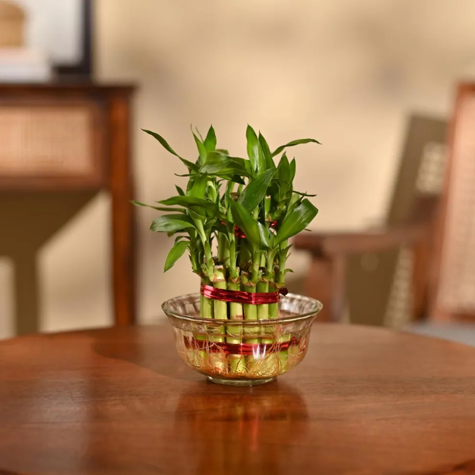 Lucky Bamboo Plant - 2 Layer