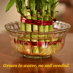 Lucky Bamboo Plant - 2 Layer