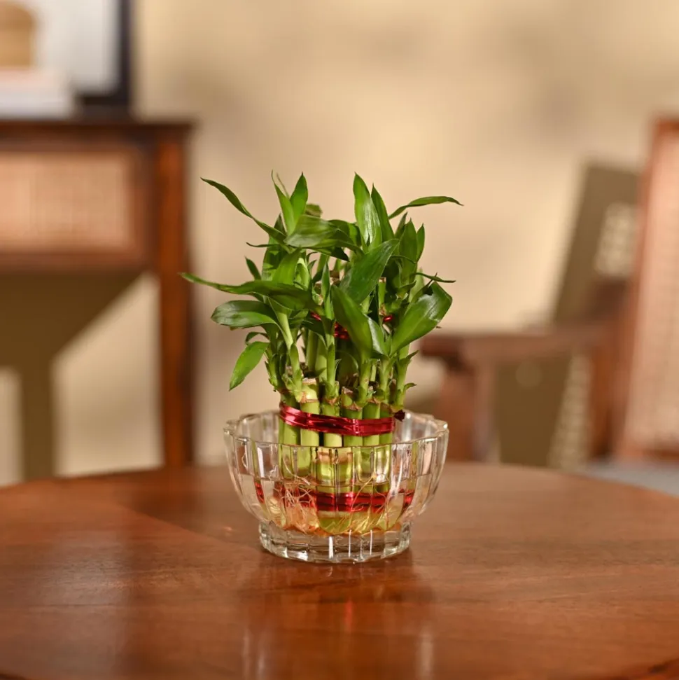 Lucky Bamboo Plant - 2 Layer