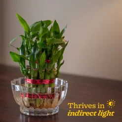 Lucky Bamboo Plant - 2 Layer