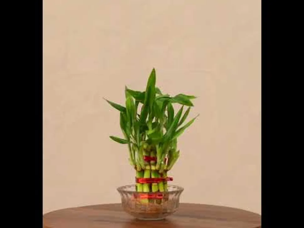 Lucky Bamboo Plant - 2 Layer