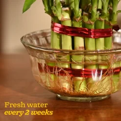 Lucky Bamboo Plant - 2 Layer