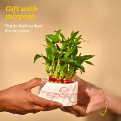 Lucky Bamboo Plant - 2 Layer
