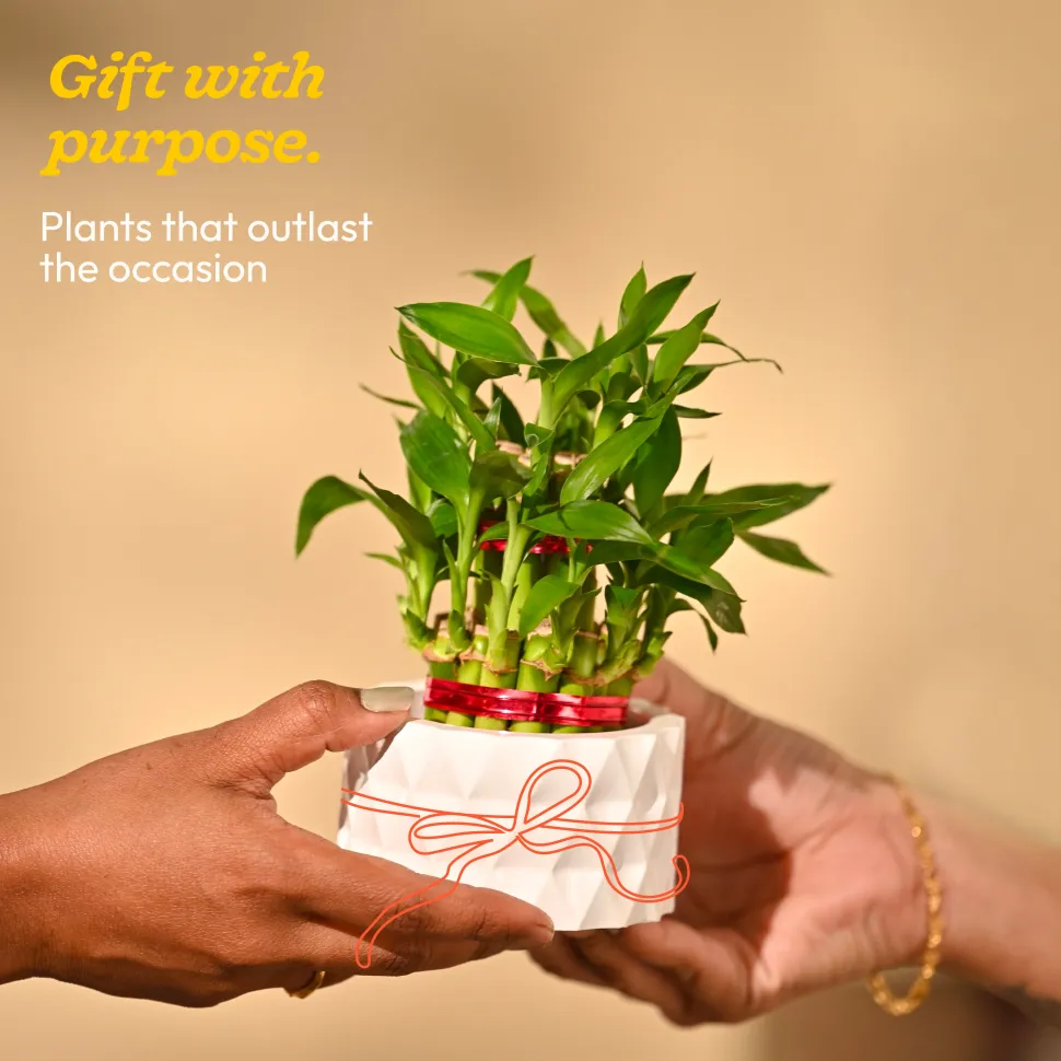 Lucky Bamboo Plant - 2 Layer