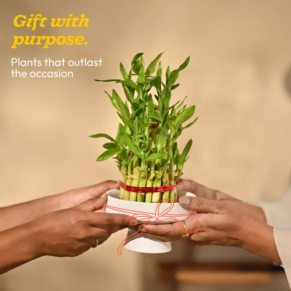 Lucky Bamboo Plant - 3 Layer