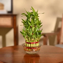 Lucky Bamboo Plant - 3 Layer