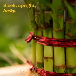 Lucky Bamboo Plant - 3 Layer