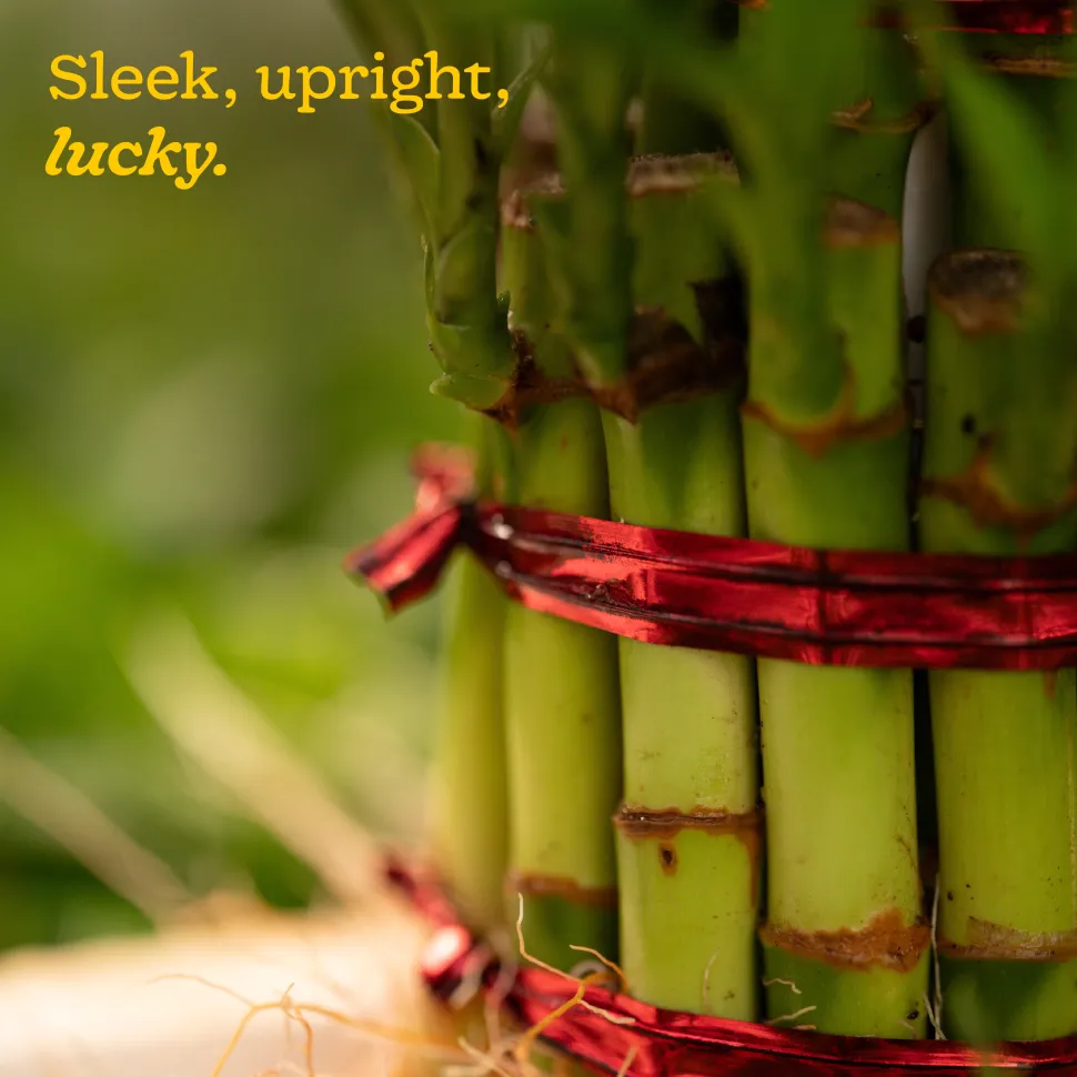 Lucky Bamboo Plant - 3 Layer