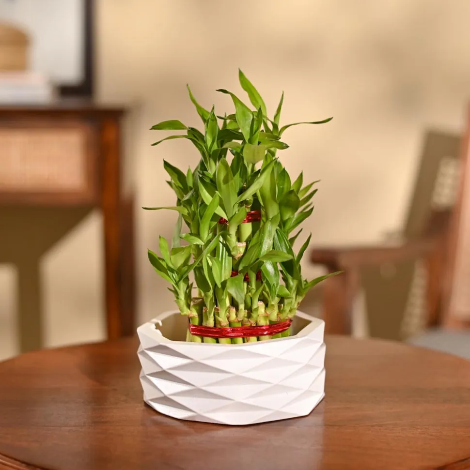 Lucky Bamboo Plant - 3 Layer