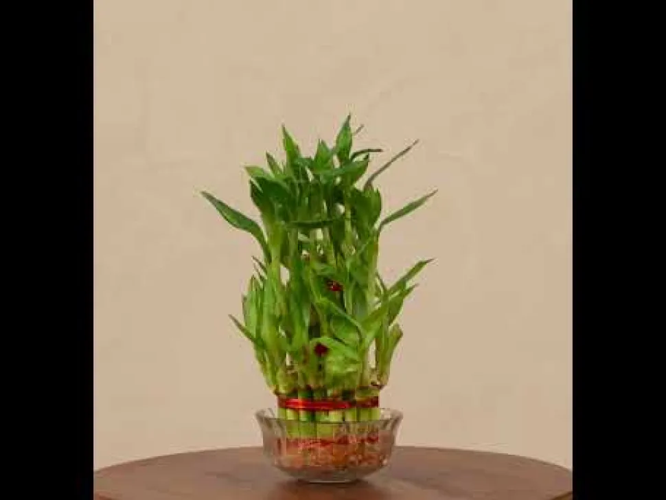 Lucky Bamboo Plant - 3 Layer