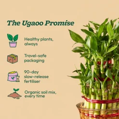 Lucky Bamboo Plant - 3 Layer