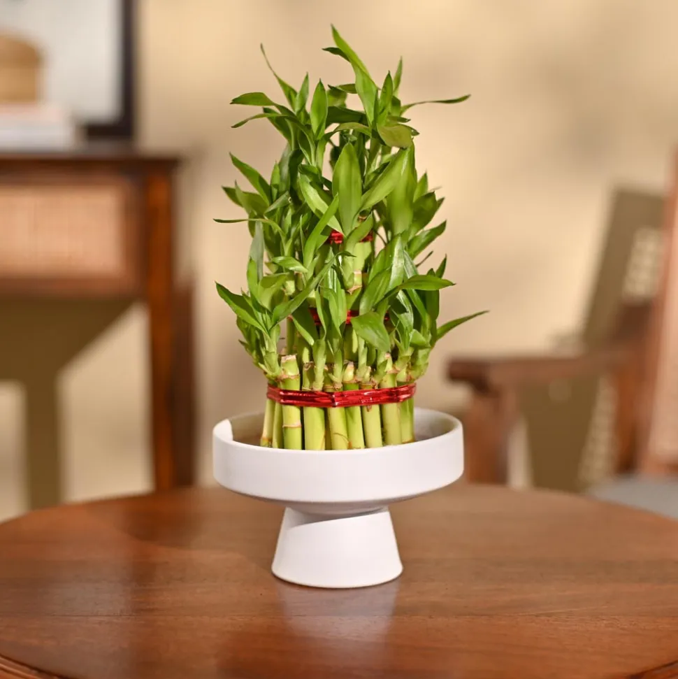Lucky Bamboo Plant - 3 Layer