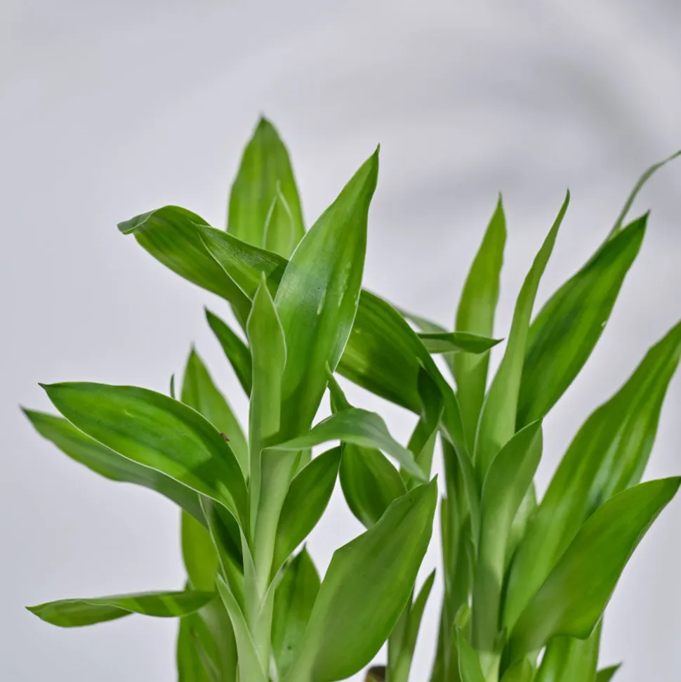 Lucky Bamboo Plant- Pyramid