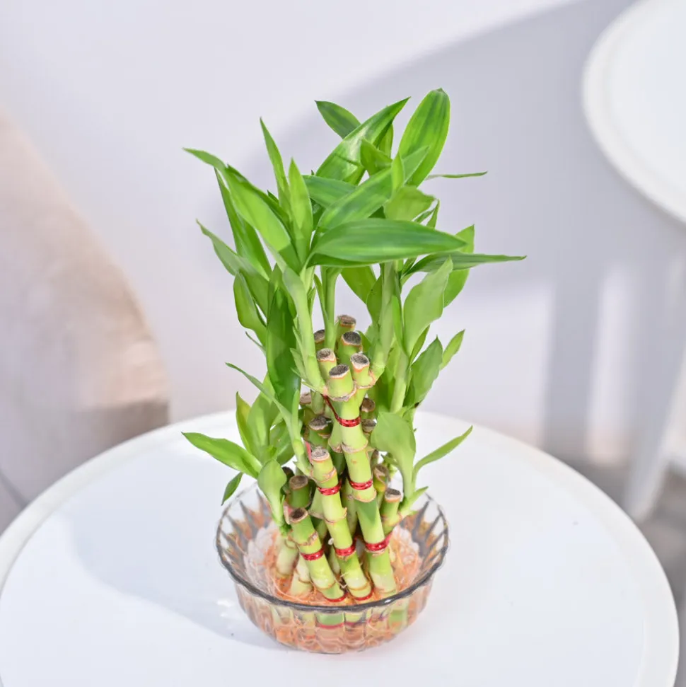 Lucky Bamboo Plant- Pyramid