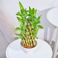 Lucky Bamboo Plant- Pyramid