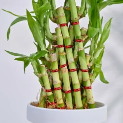 Lucky Bamboo Plant- Pyramid