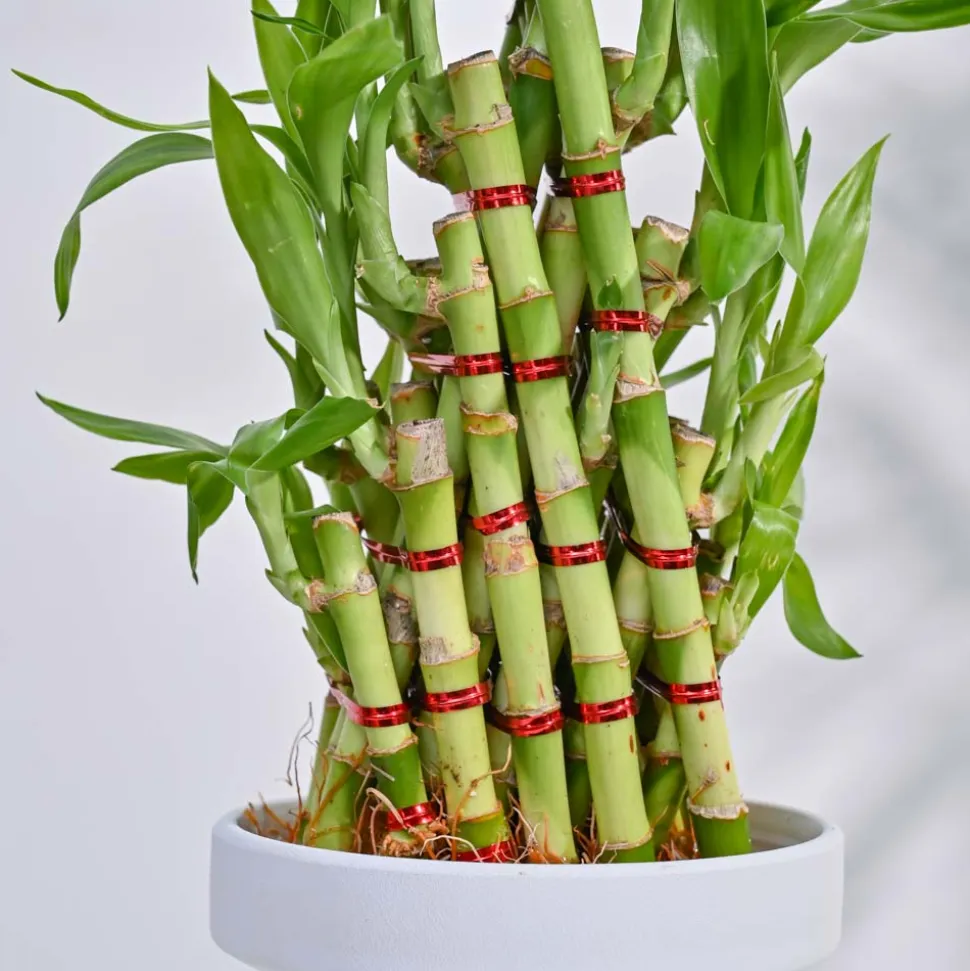 Lucky Bamboo Plant- Pyramid