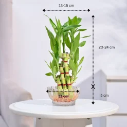 Lucky Bamboo Plant- Pyramid