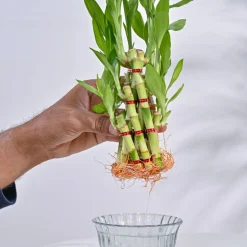 Lucky Bamboo Plant- Pyramid