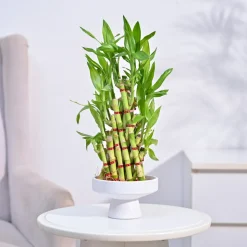 Lucky Bamboo Plant- Pyramid